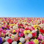 春限定!癒しのグランピングイベントを4/10より開催します!